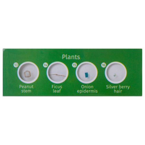 Levenhuk LabZZ P12 Növények – előkészített tárgylemez-készlet