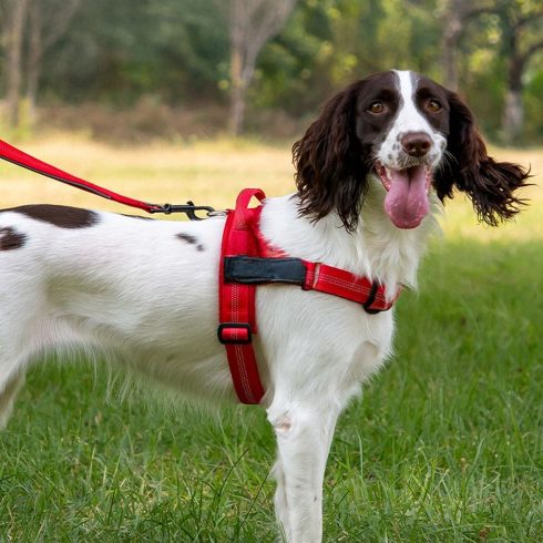 Kutyahám FÉRÜLŐS SELYEM L-es méretű piros